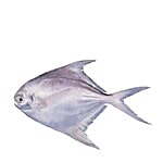 Sakana Fish - White Pomfret / Aavoli / Vawal / Bili Manji 500 g Curry Cuts