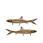 Sakana Daily Fresh Fish - Ladyfish / Skipjacks / Whiting / Sillago 500 g Whole