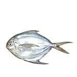 Sakana Fish - Silver Pomfret Large / White Manji 1 kg Curry Cut