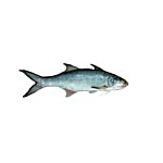 Antony Fish Shop. Fish - Kaala / Indian Solmon 500 g Gravy Cut