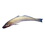 Antony SeaFoods Fish - Lady Fish / Vellai Kilangan 1 kg Curry Cut