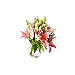 BLOOMS AND BOUQUETS Flower Bouquet - Oriteal Lilies 1 pc