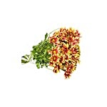 BLOOMS AND BOUQUETS Flower Bouquet - June Rid Tristan Hand Bunch 1 pc