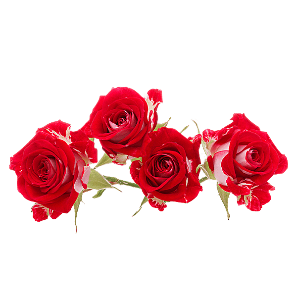 Buy Fresho Cut Roses Mixed Variants 1 Kg Online At Best Price of Rs 252 bigbasket
