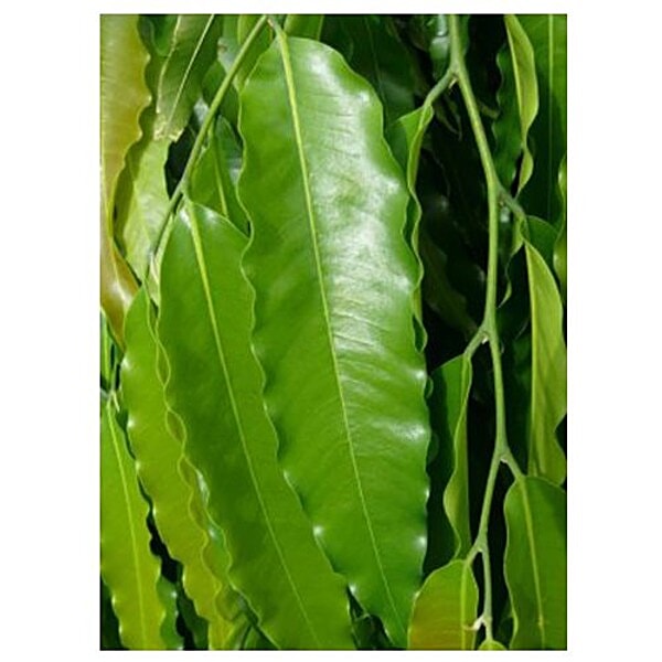 Buy fresho! Ashoka Leaves Online at Best Price of Rs null bigbasket