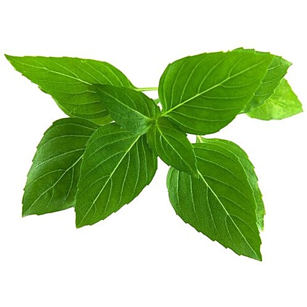 Buy fresho! Hydroponics Thai Basil Online at Best Price of Rs null