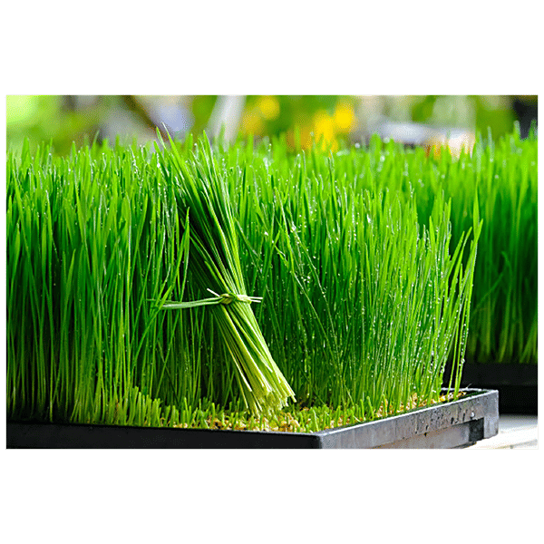 Buy Joycity Wheat Grass Seeds Online at Best Price of Rs 99 bigbasket