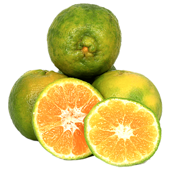 Buy Fresho Orange Nagpur Premium Online at Best Price of Rs 135