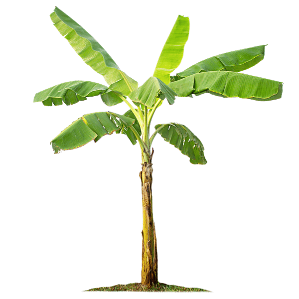 Buy Fresho Banana Plant Rich In Fibre Online at Best Price of Rs null