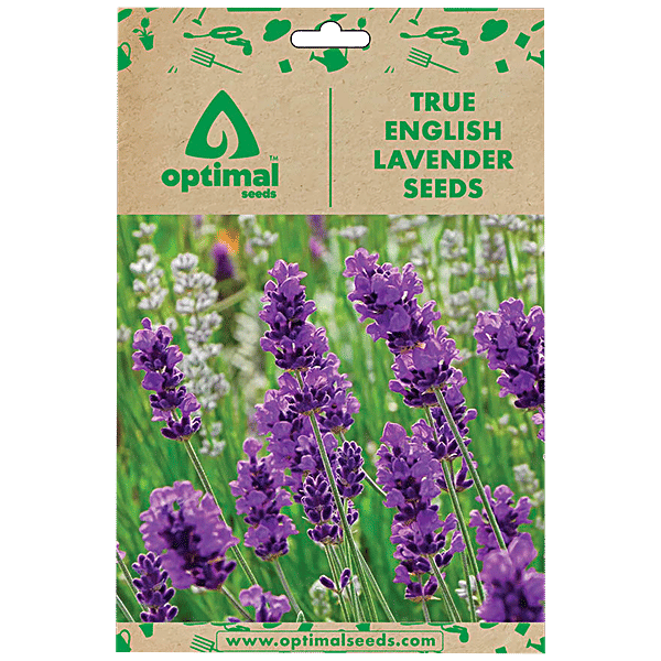Buy Optimal Seeds True English Lavender Flower Seeds Online at Best