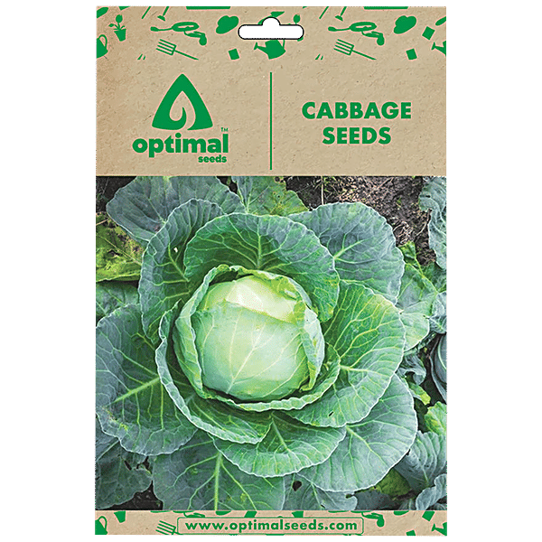 Buy Optimal Seeds Cabbage Vegetable Seeds Online at Best Price of Rs