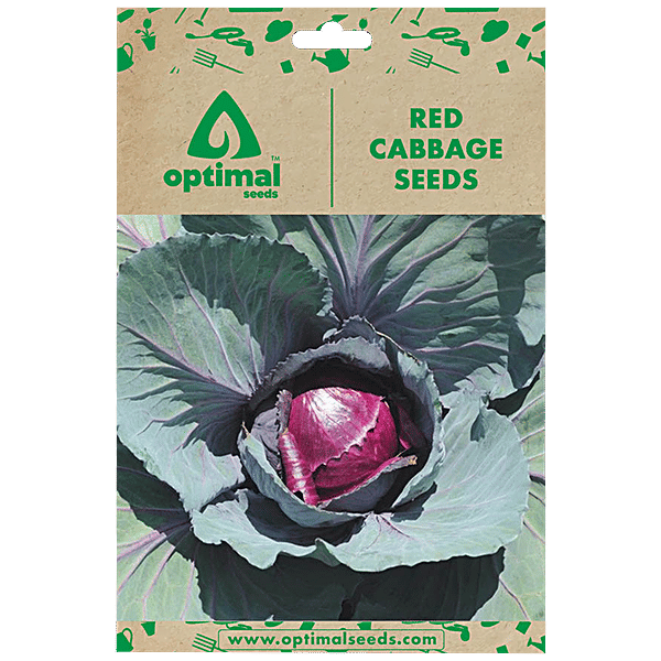 Buy Optimal Seeds Red Cabbage Vegetable Seeds Online at Best Price of