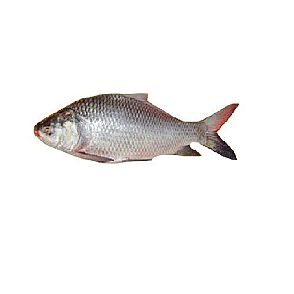 Buy Fresh N Fresh Fish Catla Bengali Cut 1 Kg Online at the Best Price ...