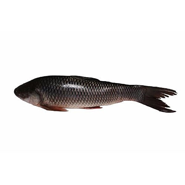 Buy Fresh Catch Fish - Rohu Small Online at Best Price of Rs null ...