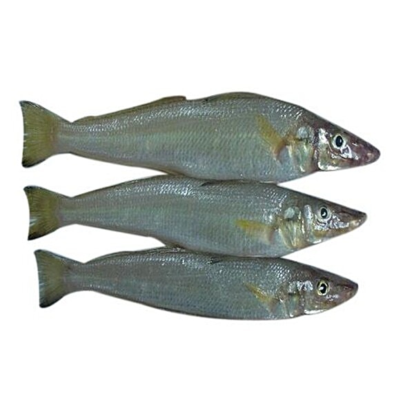 Buy My Chicken And More Fish - Kaane / Lady Fish 1 kg Curry Cut Online ...