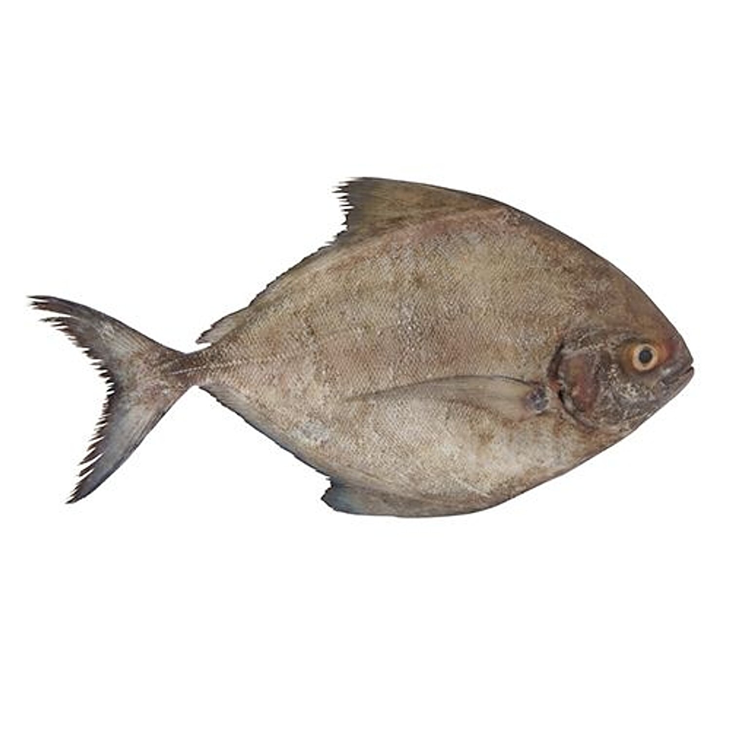 Black Pomfret Fish