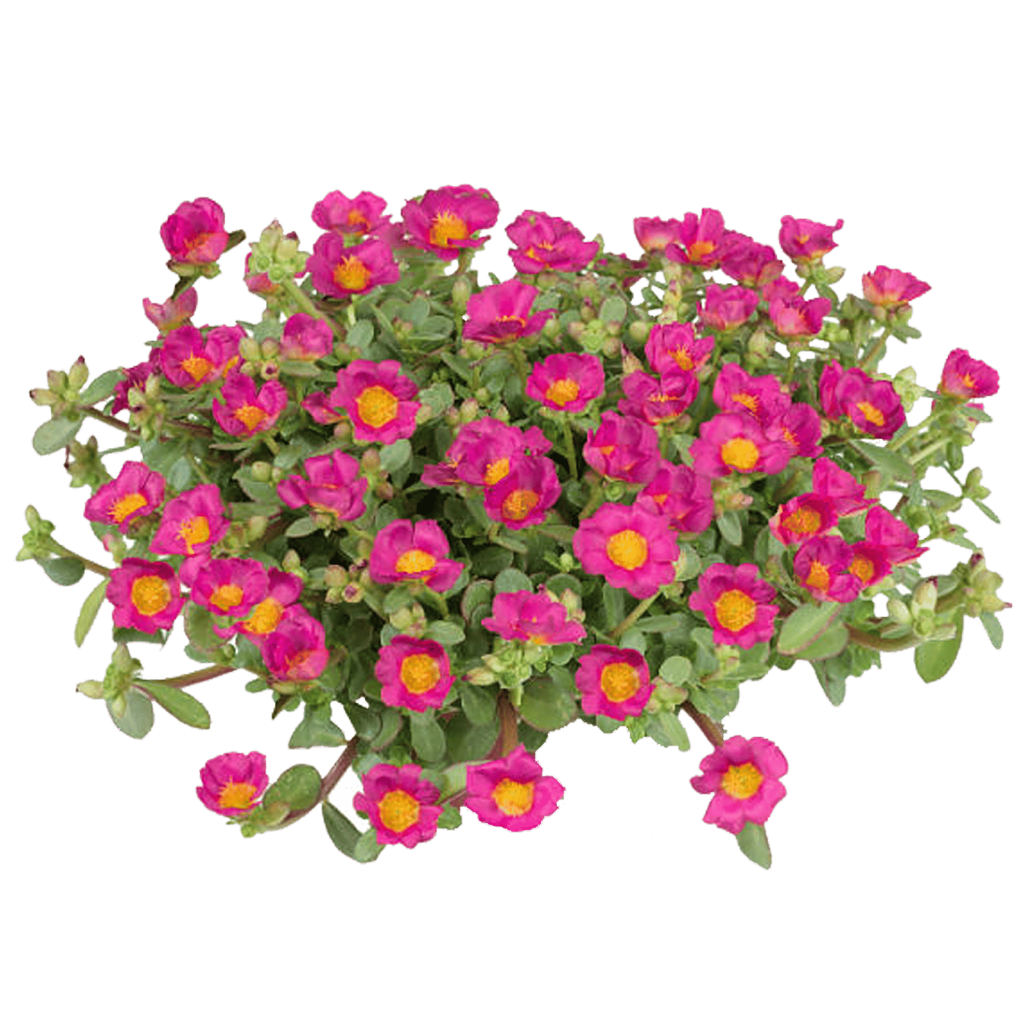 Buy Urban Terra Portulaca 9 O Clock Flower Seeds Online At Best Price Of Rs 69 Bigbasket