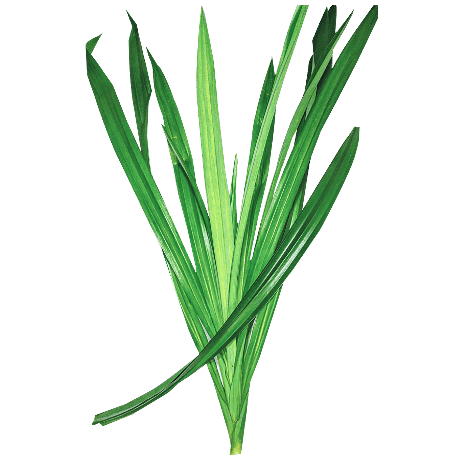 💋 Pandan leaves mosquito repellent. Is pandan an insect repellent