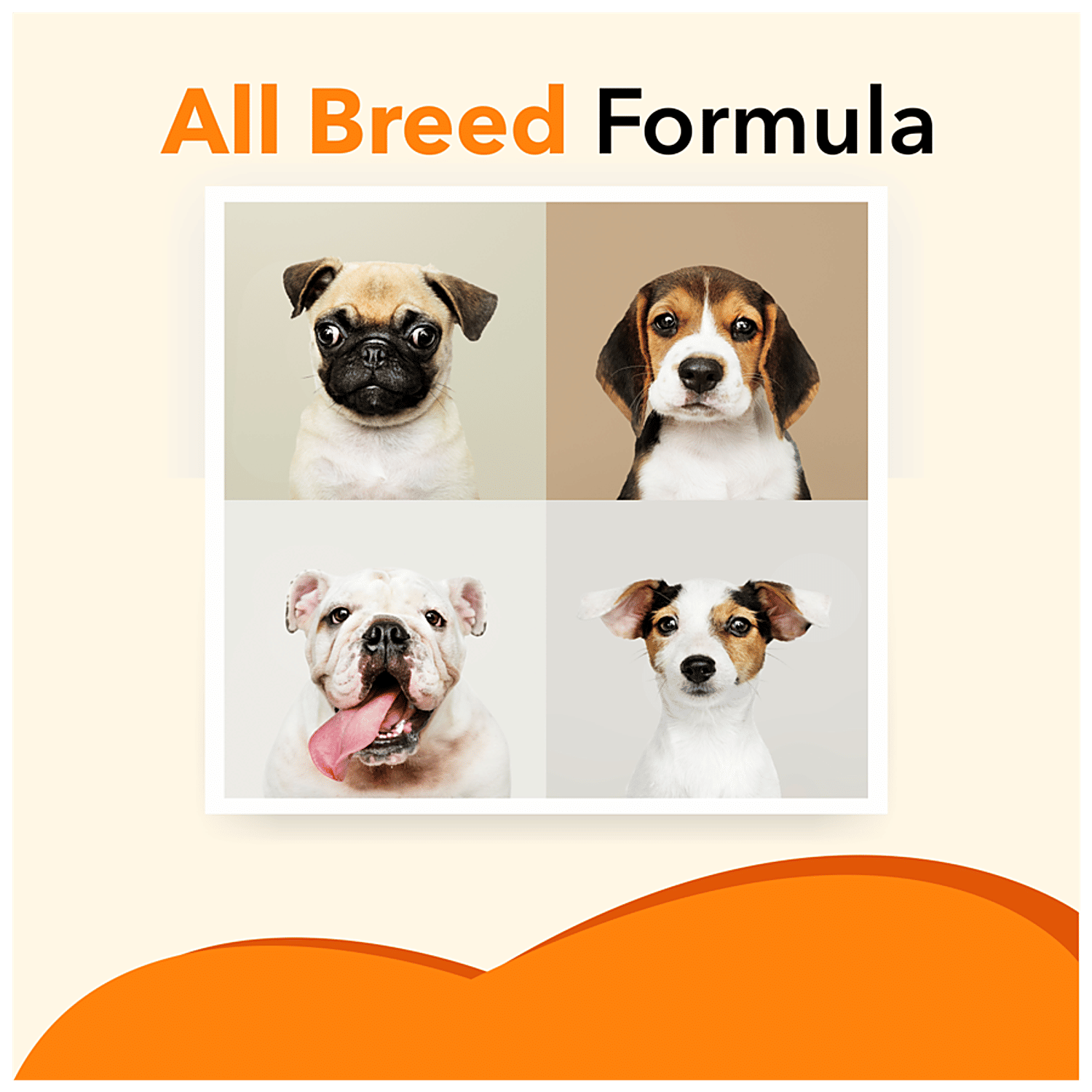 absolute salmon oil