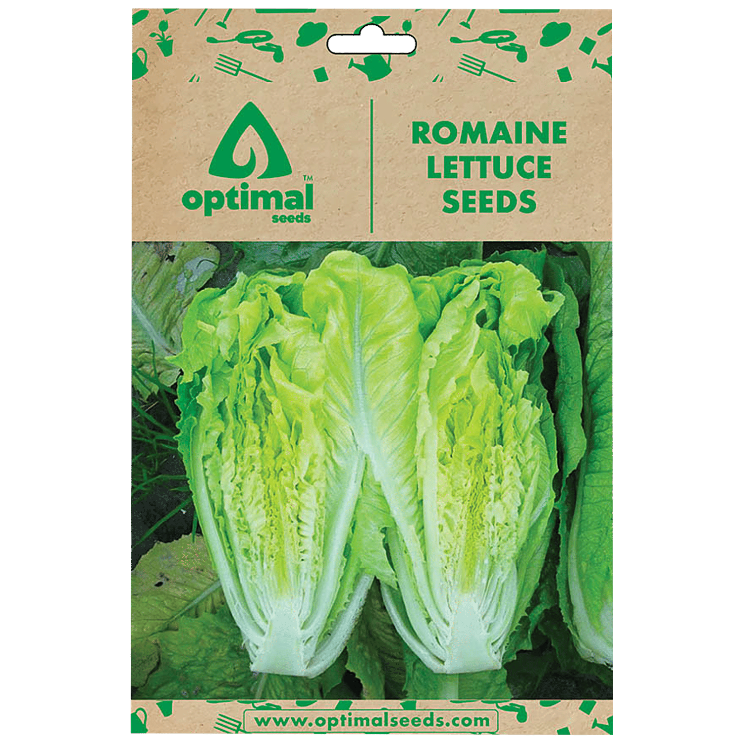 Romaine Lettuce Seedlings