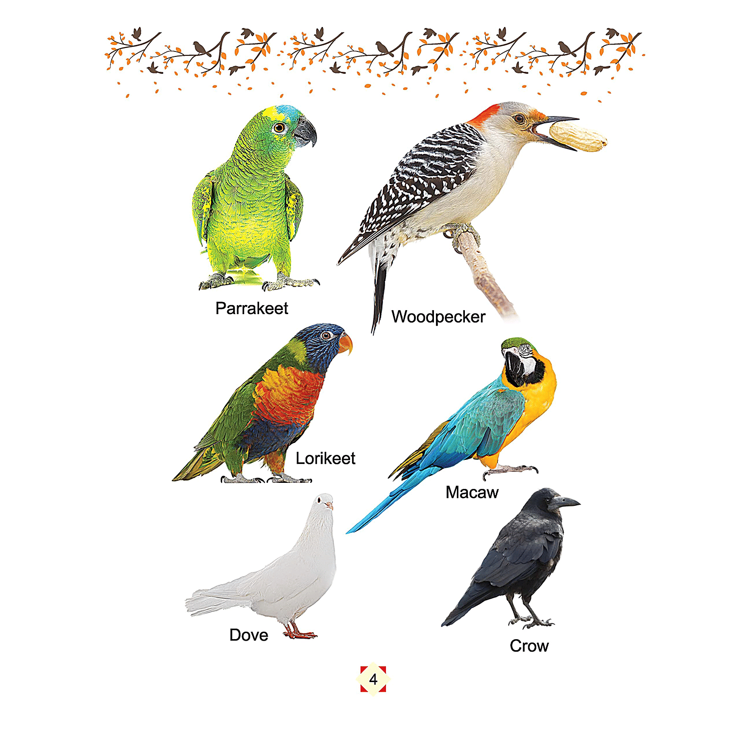 Birds Chart for Kids