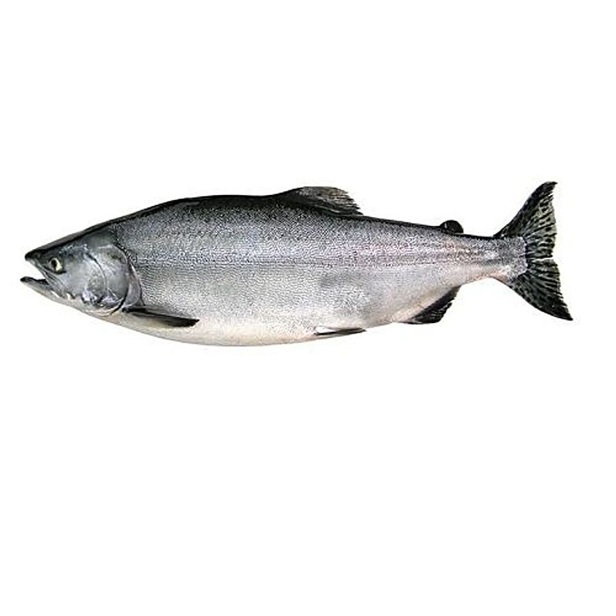 Buy Fresh Catch Fish - Indian Salmon Medium Fresh Catch Online at Best  Price of Rs null - bigbasket
