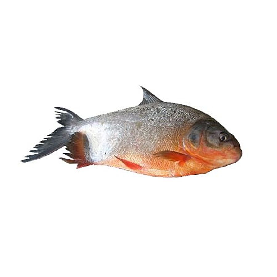 Buy Tendercuts Fish Fresh Water Red Pomfret Yeri Vawaal 500 Gm